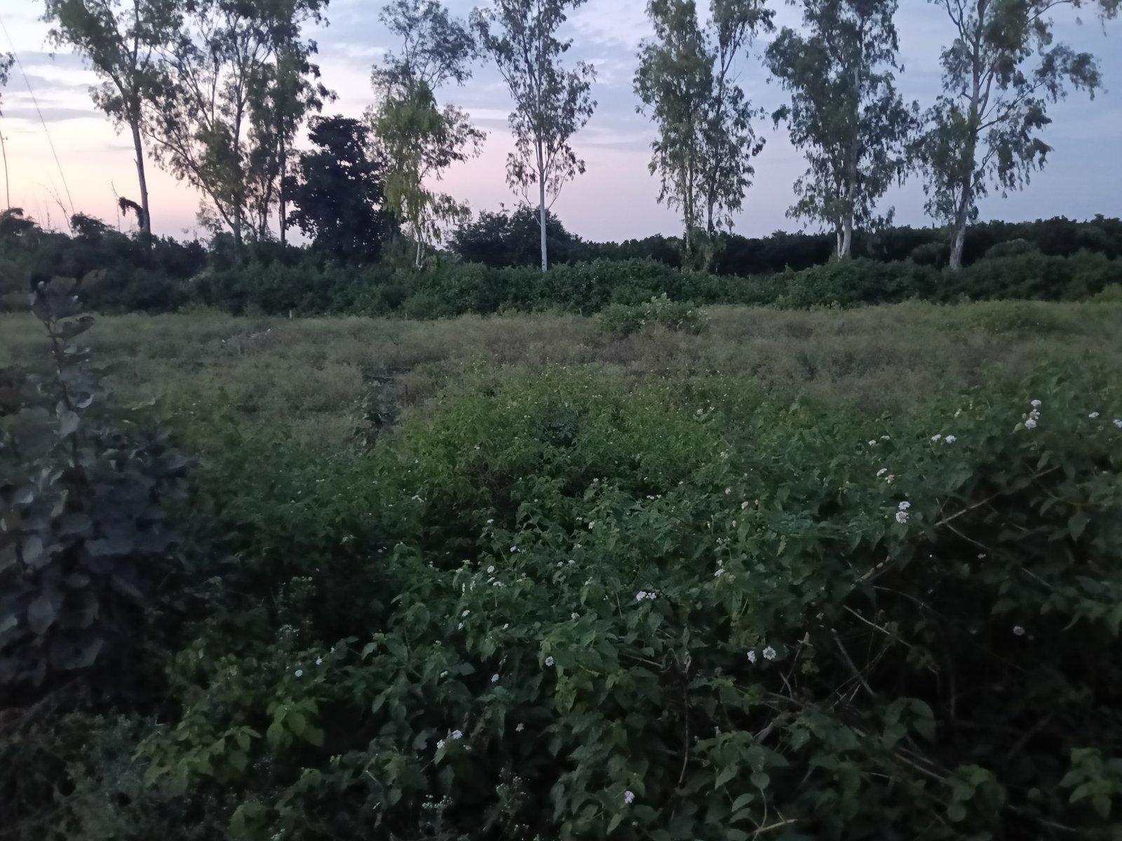 Commercial plot 1